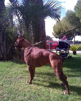 CHATA (en breve dispondremos de cachorros de ella)